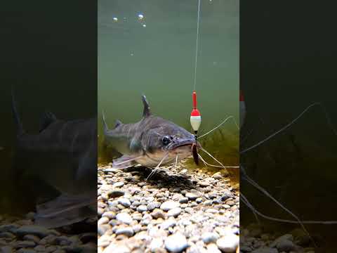 🤯 CRAZY Fish Bite Bait! You WON'T Believe What Happened! 🎣 #fishing #shorts