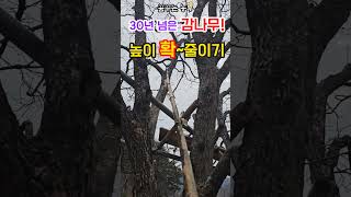 Download lagu [꿈꾸는농부] 30년 이상된 감나무, 높이 확~낮추기/감나무 가지자르기/정원수 관리/정원관리/정원가꾸기/전원일지 mp3