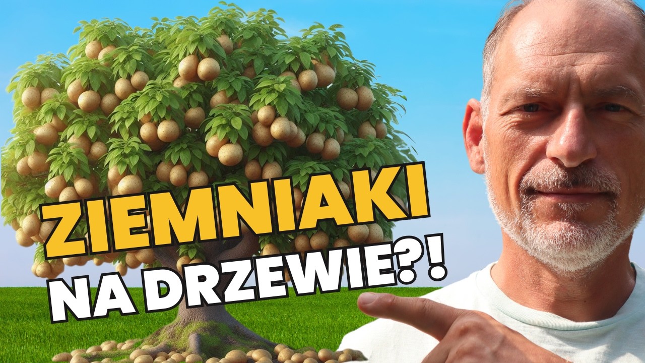 🌳 Kasztany JADALNE - uprawiaj w POLSCE (owocują przez 1000 lat!)