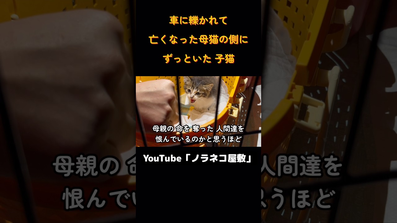『車に轢かれて 亡くなった母猫の側に ずっといた子猫①【前編】』 #cat #保護猫活動 #保護猫 #子猫保護 #野良猫 #catrescue #rescuecat #ノラネコ屋敷 #パンチくん