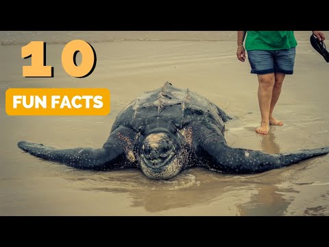 Leatherback Turtle Bite