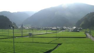 preview picture of video '大井川鉄道C10-8の車窓からの抜里の茶畑'