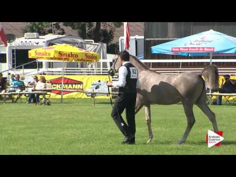 Strohen 2016 - Class B Yearling Fillies