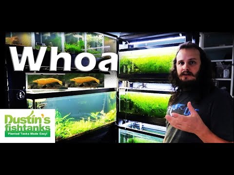 RANDOM AMAZING FISH ROOM STOP Lucas Bretz Shrimp and Fishroom MY STYLE! Video