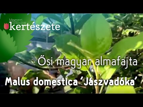 Nimbu pani fogyás. Kávé fogyás Fogyás nimbu pani