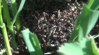 Something to Make Your Skin Crawl