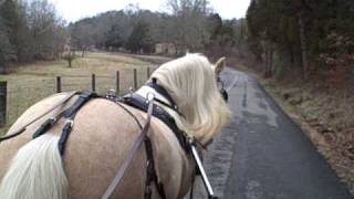 Romeo-Gypsy Vanner Stallion of Villa Vanners
