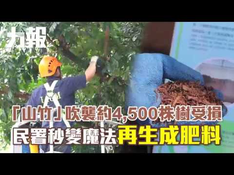 早著先鞭 數千樹木逃過風劫 早著先鞭 數千樹木逃過風劫