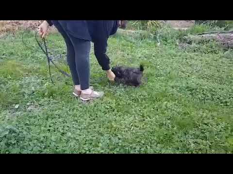 Sable female Moodle 1st training - walking on lead