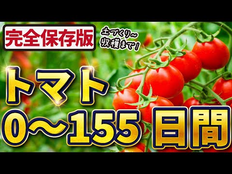 , title : '【完全保存版】トマト栽培！0~155日間【土づくり👉収穫まで】失敗しないポイントを一気に紹介！'