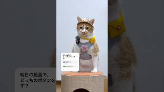 動画の最後にいつものお散歩アピールの様子🐈🎀日焼けギャルキティ🐈 #かわいい #cat #もんちゃん #ネコ #猫動画 #cute #ねこ #サンリオ