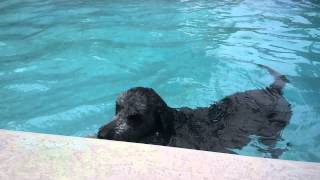 Webbed Feet Labradoodle SPARTY Swimming in Pool