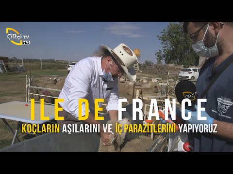 , title : 'Ile De France (Koçların Aşılarını ve İç Parazitlerini Yapıyoruz) - Küçükbaş Dünyası'