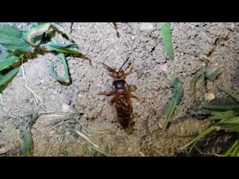Close Up of a Cicada Killer Wasp Digging Its Burrow in Eatontown, NJ