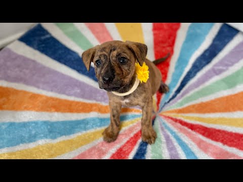 Dog for adoption - Dubble Bubble Gum, a German Shepherd Dog &amp; Labrador Retriever Mix in ...