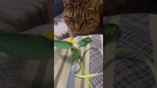 番猫ガオガオライガ君　#ねこ動画#cat