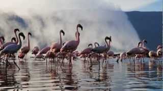 Caprices, Op. 20, No. 2 and 7