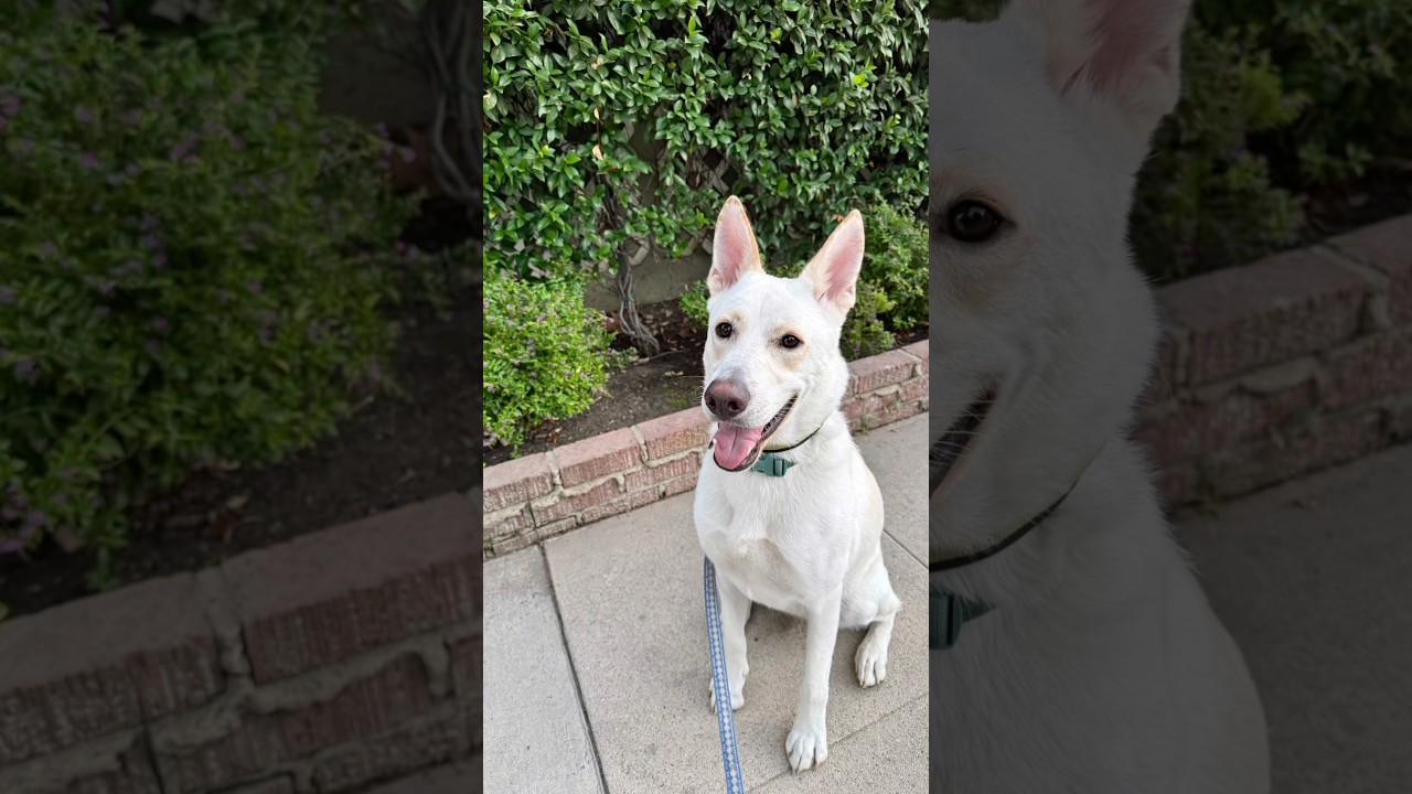 Enlarge Billy, a Adoptable mixed breed in Roseville, CA video 6/6