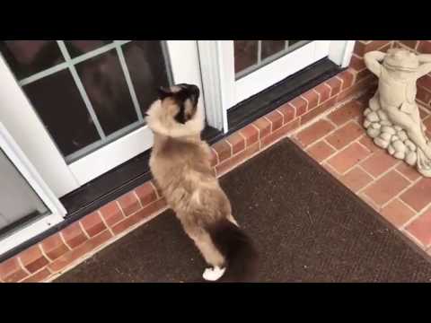 🐈🐈 + 🐶 Ragdoll Cats Caymus and Murphy + German Shepherd Parker - Floppycats