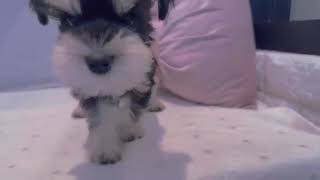 ミニチュアシュナウザーの動画01