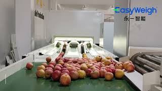 Enhance Efficiency with the Fruit and Vegetable Optical Sorting System!