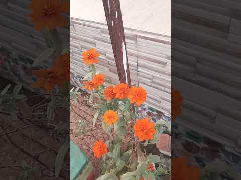 December 12, 2024#highlight #beautifulflowersintheworld