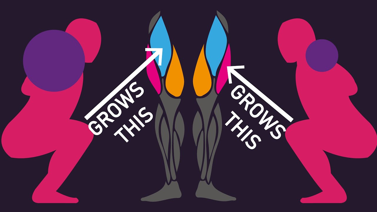 Do Heavy and Light Weights Produce Different Regional Muscle Growth?
