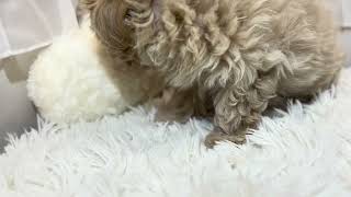 ハーフ犬の動画01