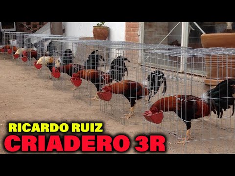 Gallos Giros Criadero 3R Ricardo Ruiz