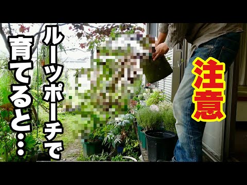 園芸 パフツリー、カリアンドル