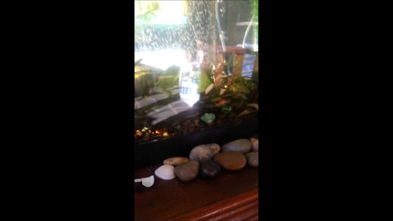 Fathead minnow guarding eggs