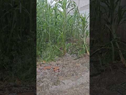 Llueve granizo en San José Chiquilajá, sábado 9 de agosto 2025 Departamento Quetzaltenango Guatemala
