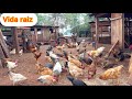 Mantendo Os Bons Costumes De Antigamente Vivendo Uma Vida Raiz Mas Com Muita Fartura No Sítio