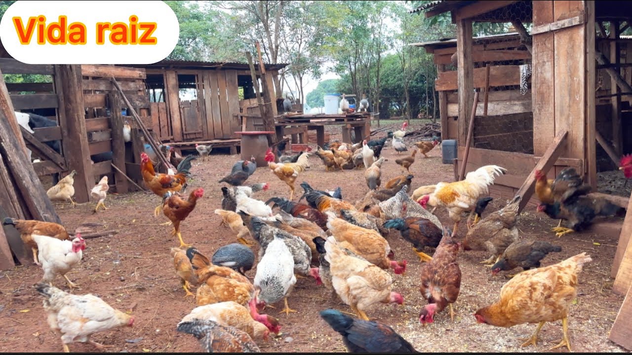 Mantendo os bons costumes de antigamente Vivendo uma vida raiz mas Com muita fartura no sítio…