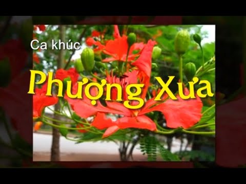 Phượng xưa - Bạch Thảo