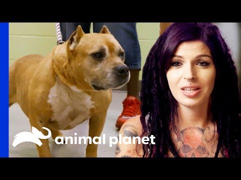 Adopted Dog Brought Back To Villalobos From A Mississippi Shelter!  | Pit Bulls & Parolees