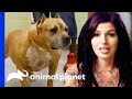 Adopted Dog Brought Back To Villalobos From A Mississippi Shelter!  | Pit Bulls & Parolees