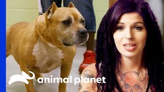 Adopted Dog Brought Back To Villalobos From A Mississippi Shelter!  | Pit Bulls & Parolees
