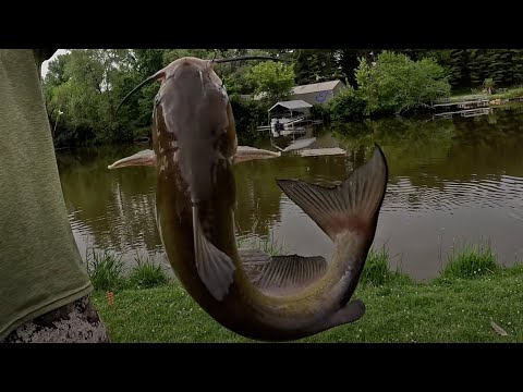 The Tastiest Catfish - Quest Ep. 3: Channel Catfish (Ictalurus punctatus)