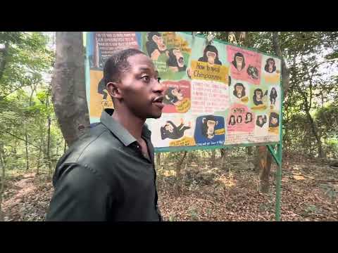 6. Wildlife Protection at Tacugama Sanctuary