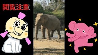 【閲覧注意】ぞうの放尿