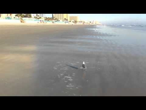 Jaguar Data Systems- Luann Collins Chasing the seagull Daytona Beach