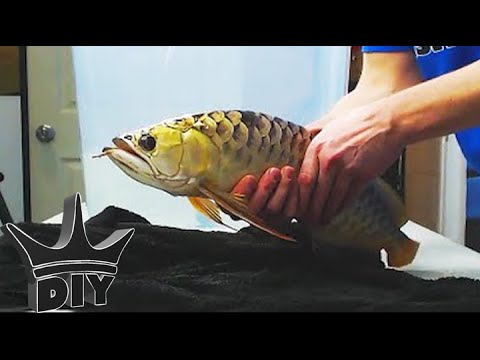 HOW TO: Aquarium fish cosmetic surgery operation TUTORIAL