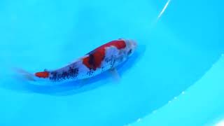 video van Showa SH-NA23-25