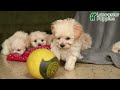 Maltipoo dogs for sale: Landon - Video 1