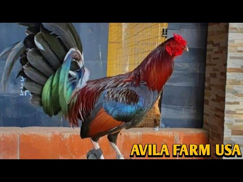 Pure Foster Kelso Leiper Rounhead - AVILA FARM USA