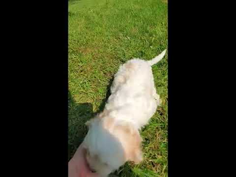 Diva - Cavachon puppy for sale
