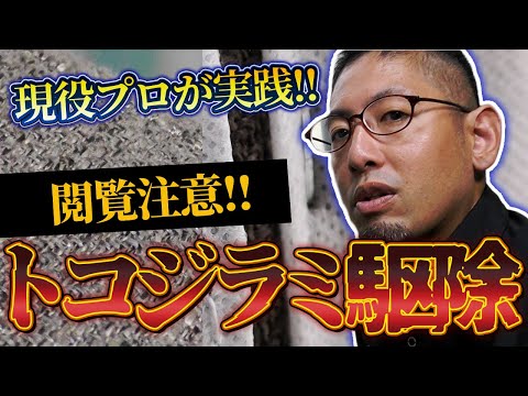 犬のトコジラミの咬傷 - 症状と治療法