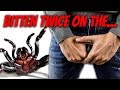 Spide Bites Man on Penis Again