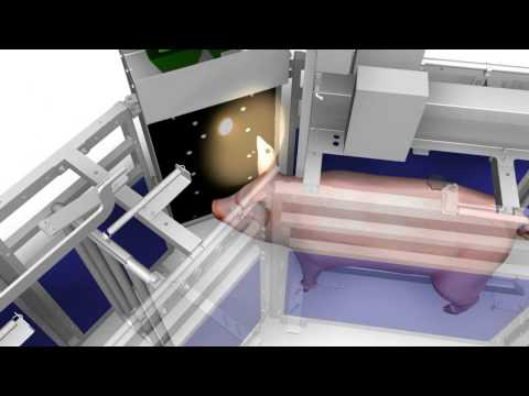 WEDA SowComp: Abruffütterungssystem_Electronic sow feeding system
